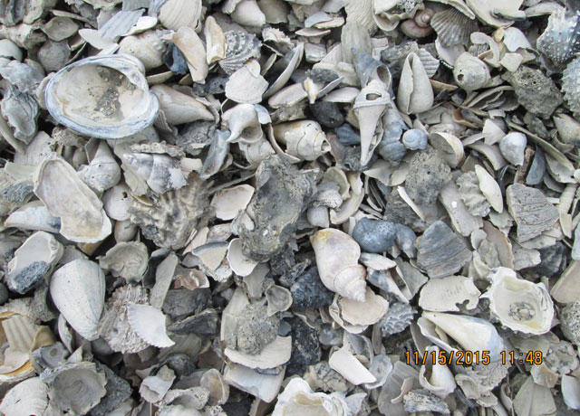 LARGE SHELL LARGE SHELL