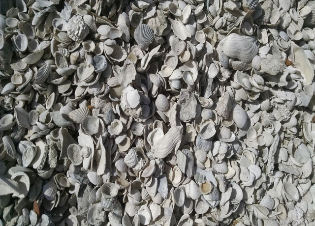 MEDIUM SHELL MEDIUM SHELL
