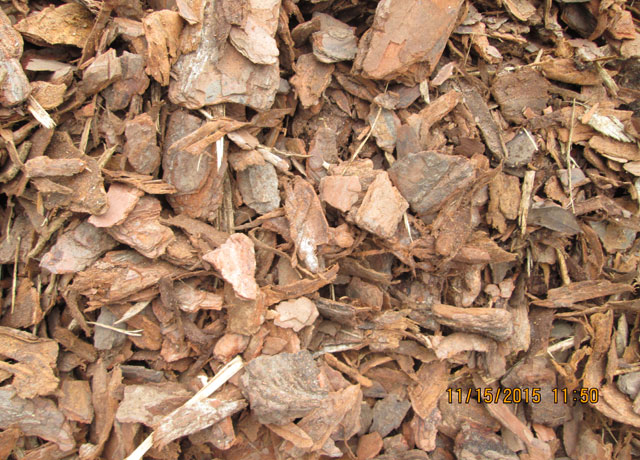 PINE BARK PINE BARK
