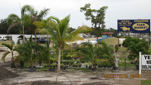 PLANTS PLANTS